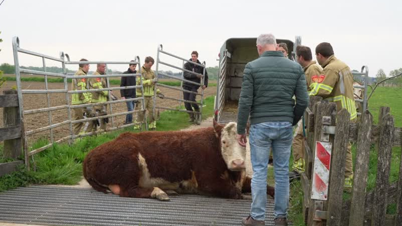 Koe vast in veerooster