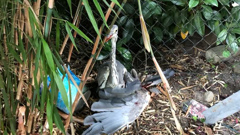 Reiger beschoten in Grubbenvorst