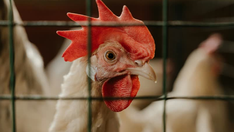 Vogelgriep in Tienray: 185 duizend dieren worden geruimd