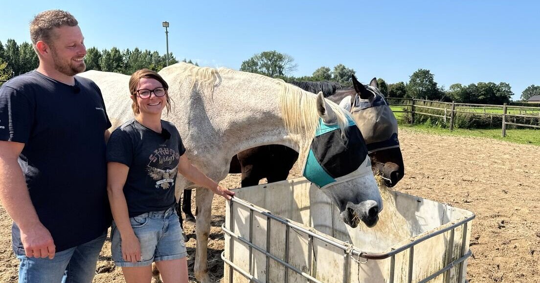 Oud maar niet afgeschreven: rusthuis in Meerlo voor bejaarde paarden
