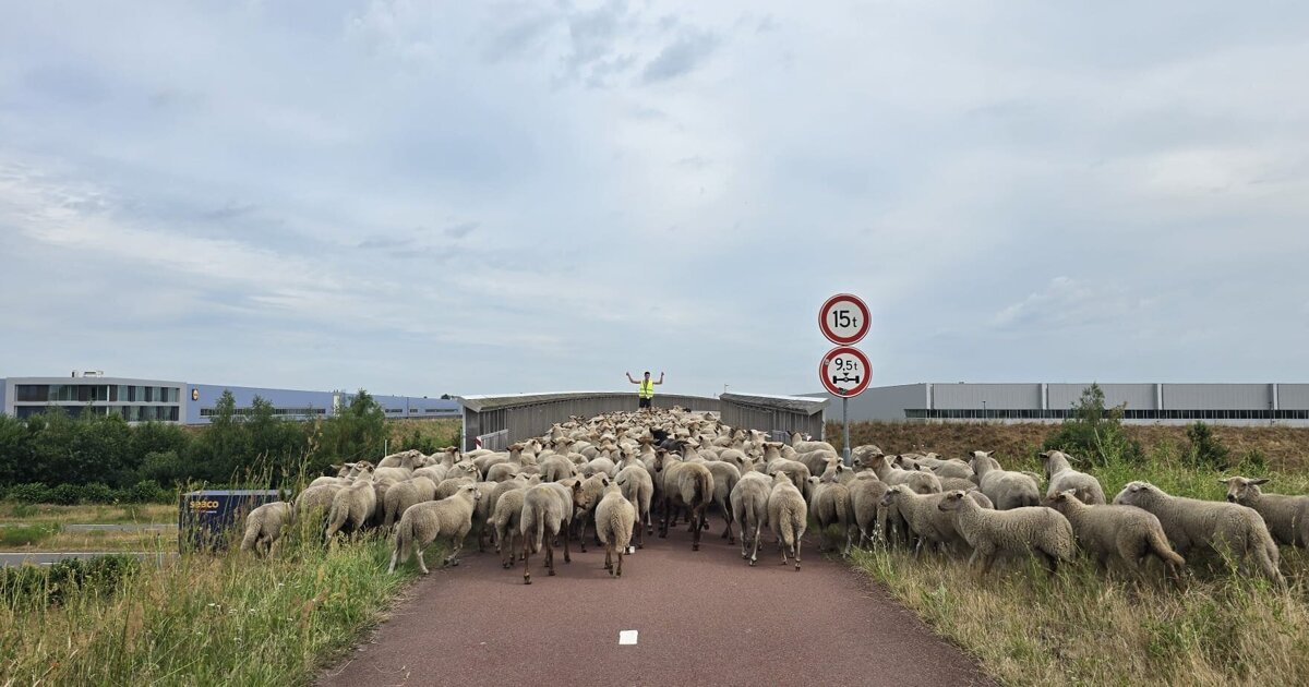 Van Greenport naar Swolgen: de Peelkudde arriveert op de Swolgenderheide