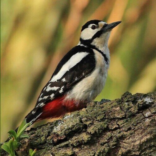 Vogel Piet Driessen.jpg