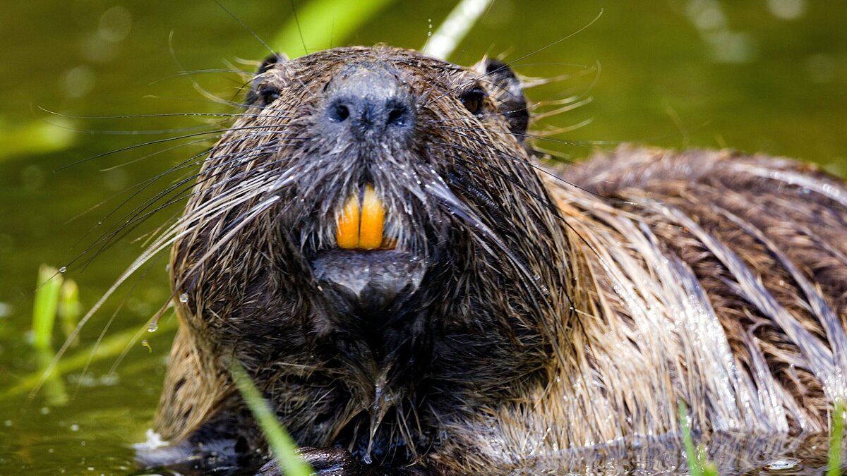 Bever