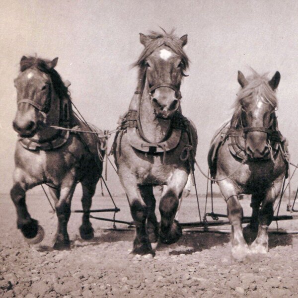Paard LGOG