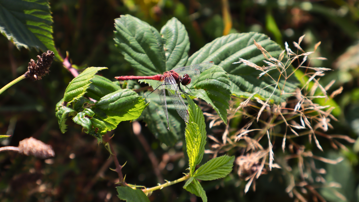 natuur, libelle, blad.png