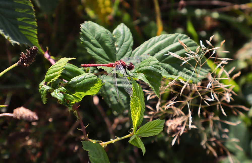 natuur, libelle, blad.png
