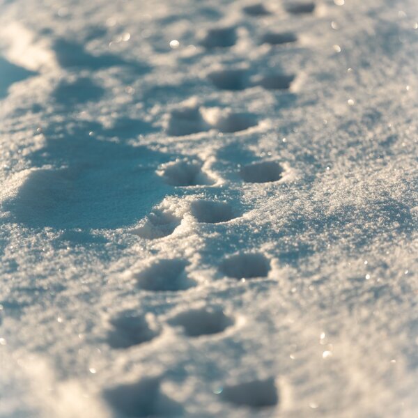 Dierenspoor sneeuw