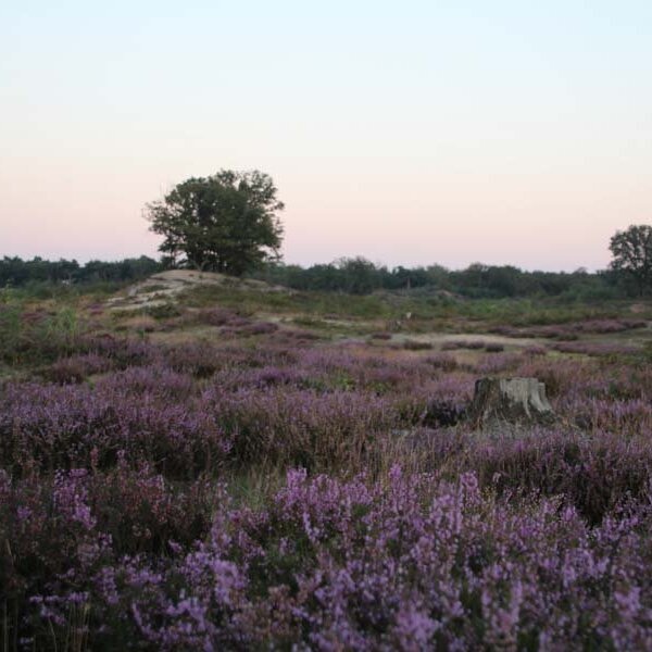 Schadijker bossen (14)-1