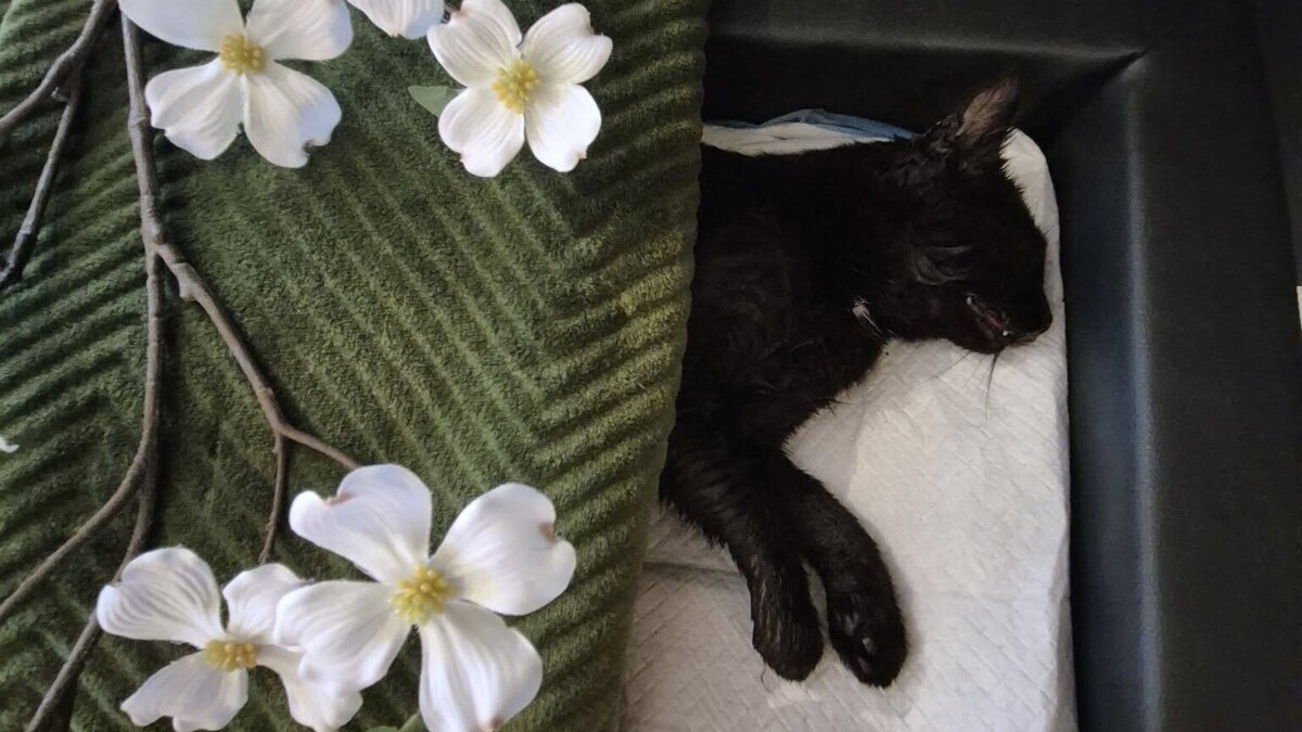 de kat die niet henkie is