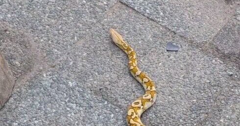 Python ontsnapt in Grubbenvorst