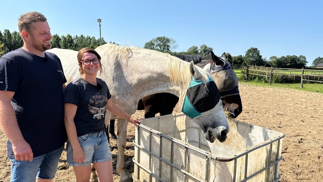 rusthuis voor paarden meerlo