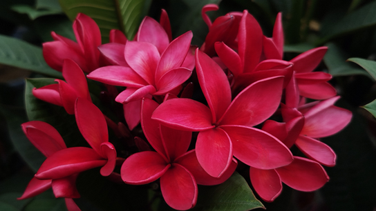 Flores in terra.png