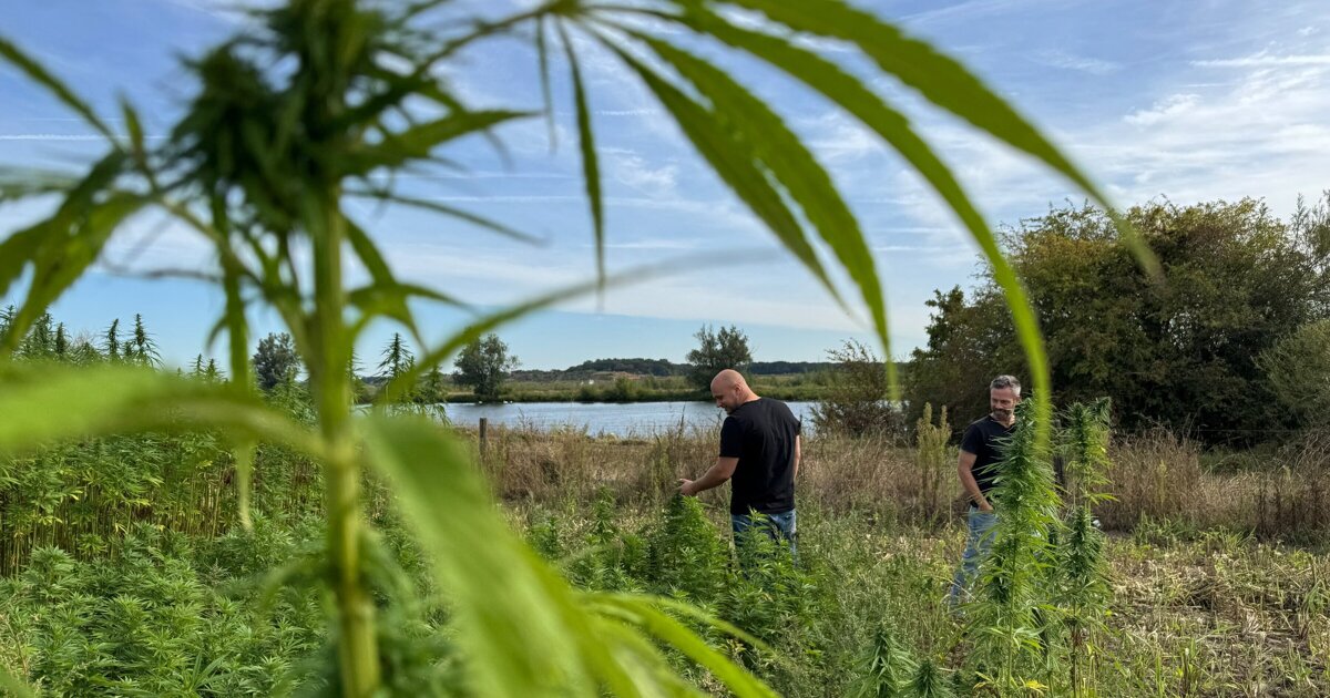 Telers in Lottum zien toekomst in hennep voor bouwmaterialen