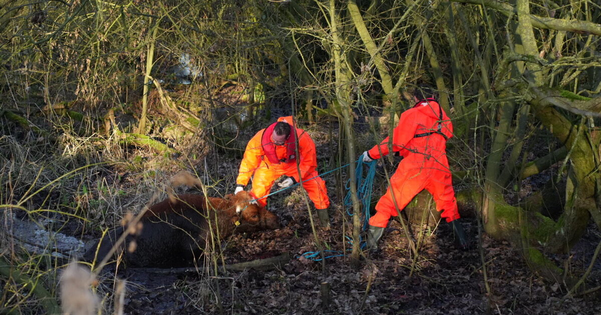 Rund uit de modder gered door brandweer in Meerlo