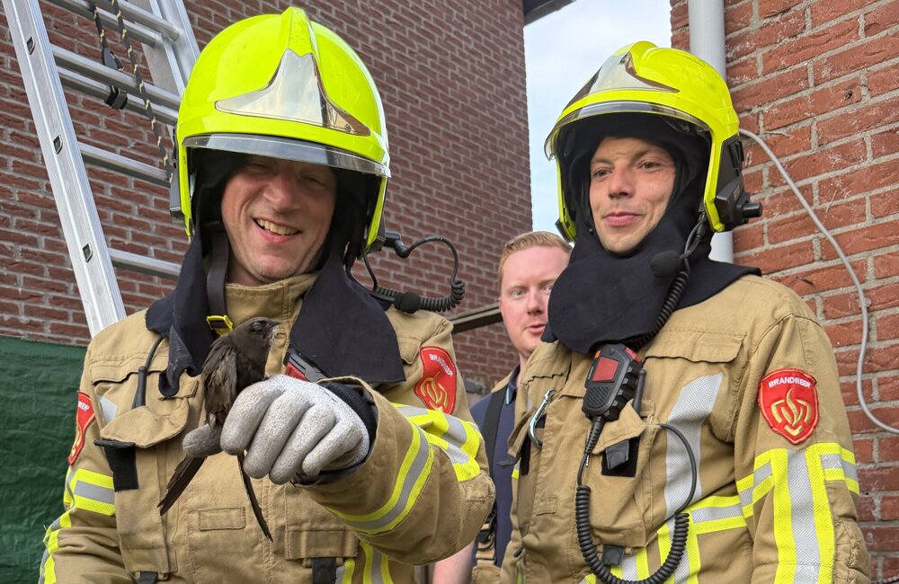 brandweer zwaluw