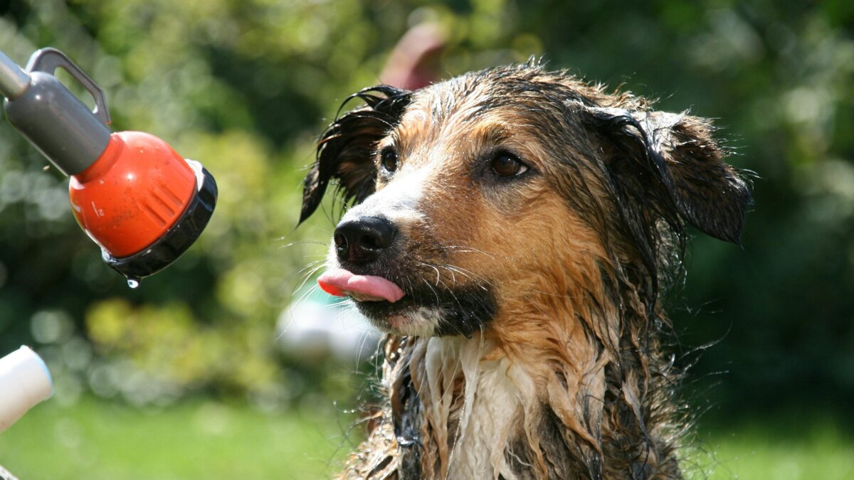 hot summer