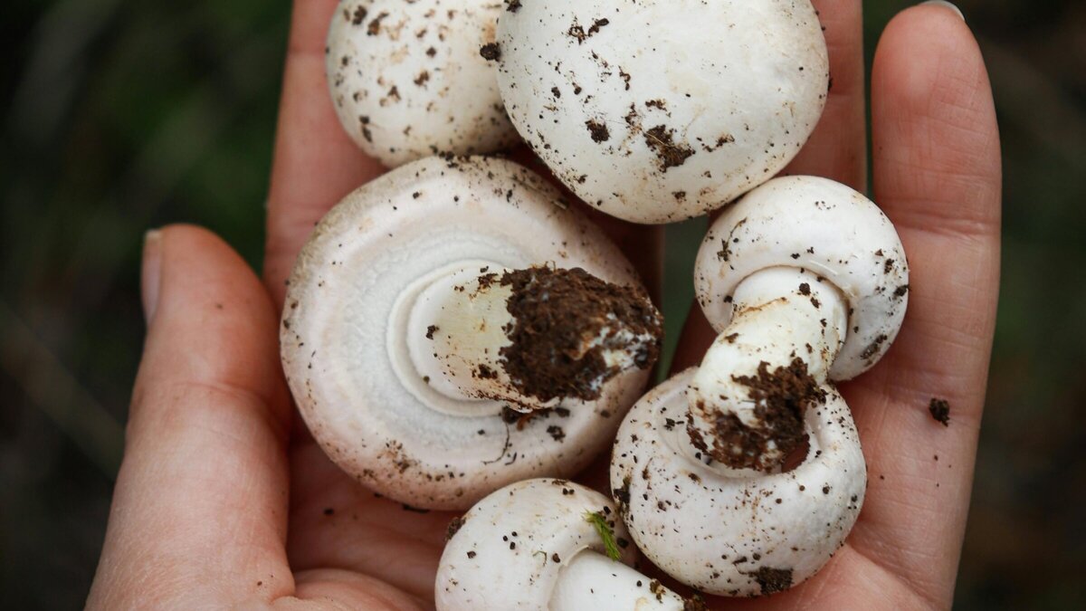 Champignons