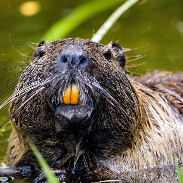 Bever