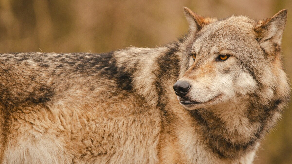 wolf.jpg
