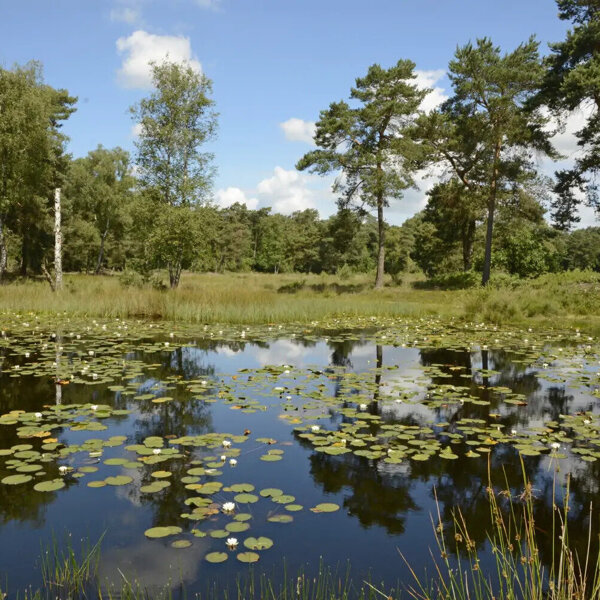 Ravenvennen-zomer-Henk-Heijligers