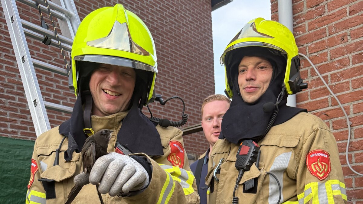 brandweer zwaluw