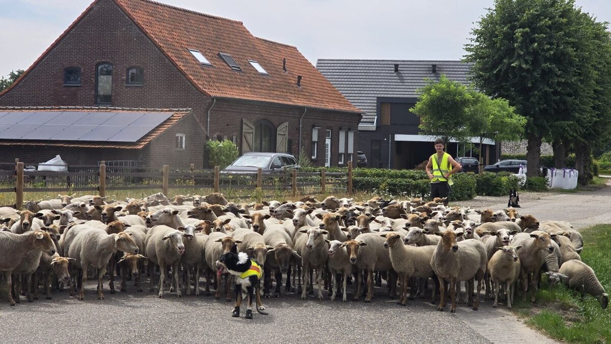 peelkudde schaapsdrift