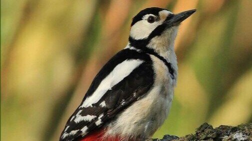 Vogel Piet Driessen.jpg