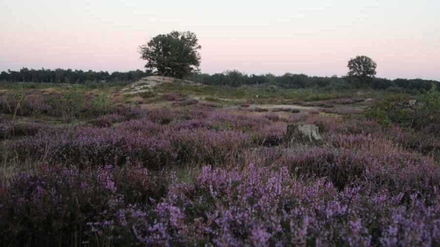 Schadijker bossen (14)-1