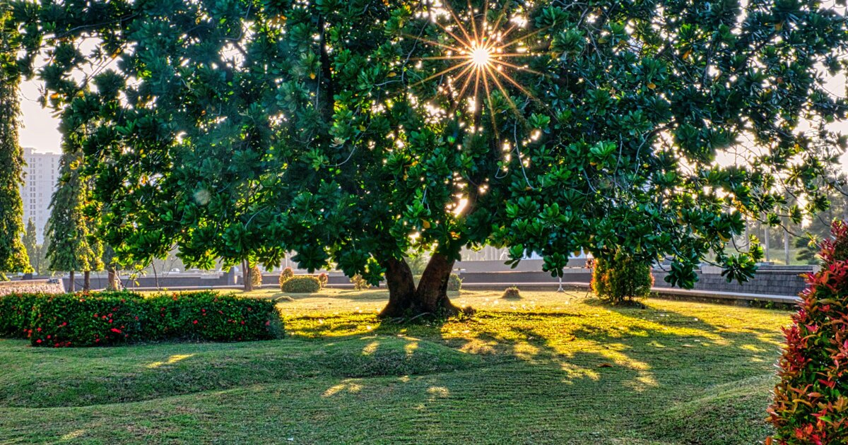 Slim omgaan met water in de tuin: deze tips helpen tijdens droge zomers