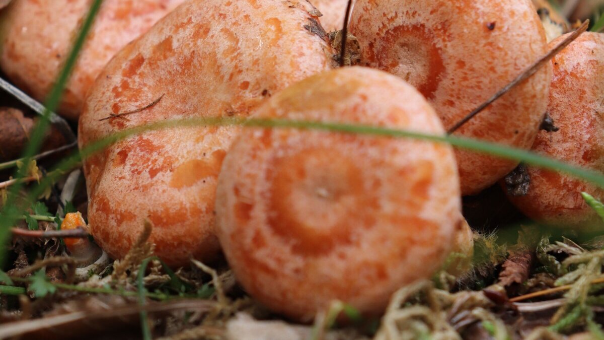 Paddestoelen 2