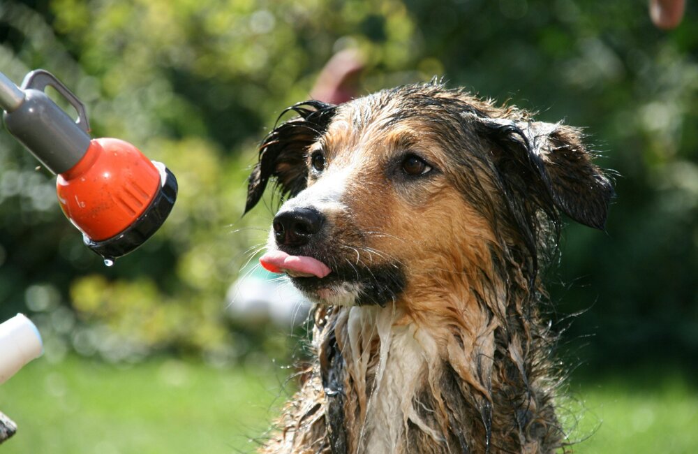 hot summer.jpg