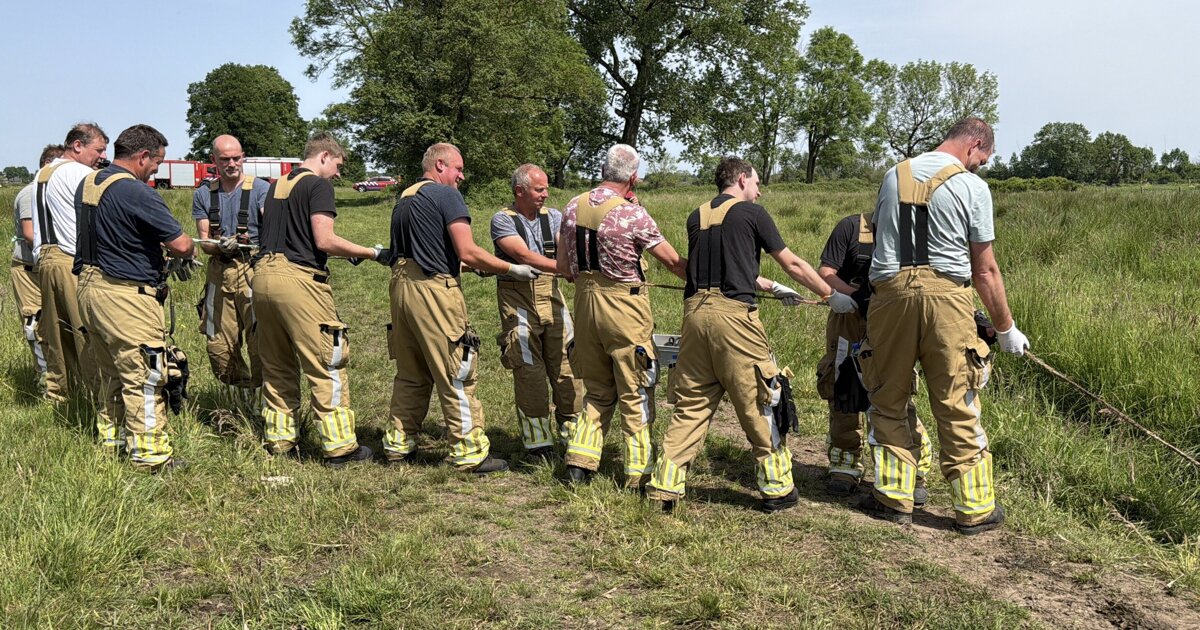 Brandweer haalt koe uit sloot aan Broekhuizerweg in Lottum