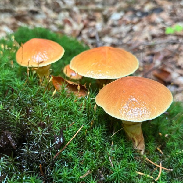 Paddestoelen