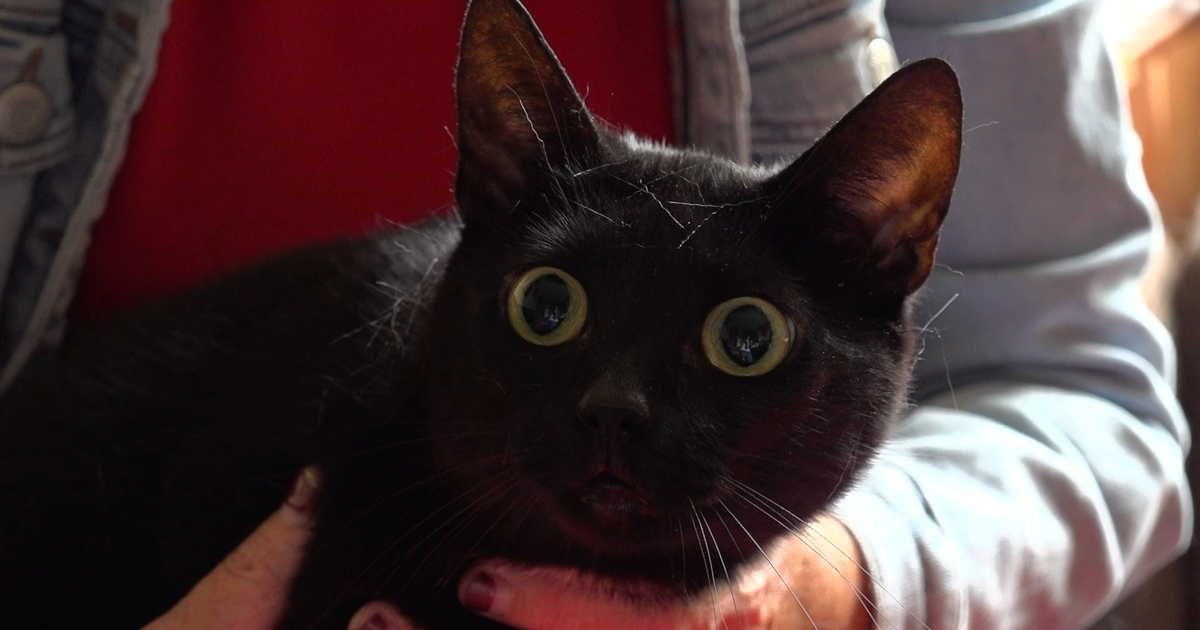 Baasjes overleden kat gevonden na kattenverwisseling in Grubbenvorst