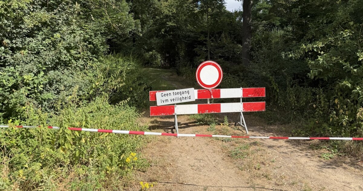Afbeelding bij Gemeente sluit bosgebied af uit vrees voor vallende bomen
