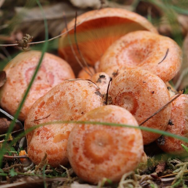 Paddestoelen 2
